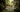 The Rare-Hearted Gardener: Community Stewardship
