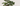 Getting Started in Bonsai Art: A Beginner's Guide