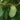 Asimina triloba, common pawpaw, with large drooping obovate leaves and clustered green fruit along the branch