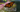 Milkweed and the Memory of Wings: A Garden Meditation on Asclepias
