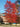 Nyssa sylvatica, black gum, in brilliant scarlet and wine-purple fall color on tiered horizontal branches
