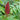 Rhus typhina staghorn sumac, upright crimson fruit cones and pinnate foliage in fall.
