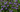 Verbena hastata, blue vervain, upright spikes of small violet-blue flowers, a Southeastern native