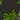 Dryopteris erythrosora rare fern in shaded woodland setting