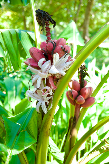 Musa velutina, pink velvet banana, an upright cluster of fuzzy pink fruit above broad green paddle leaves