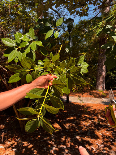 Phoebe cavaleriei (Nothaphoebe cavaleriei), a tree offered by Woodlanders.