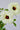 Hibiscus aculeatus