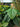 Ficus roxburghii