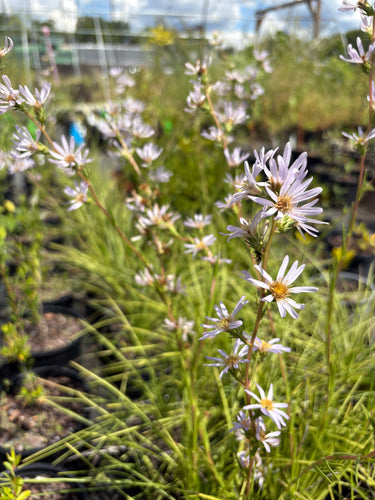 Eurybia spinulosa, Apalachicola aster, a native perennial offered by Woodlanders.