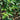Aloysia virgata, sweet almond verbena, a fragrant shrub offered by Woodlanders.