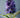 Buddleia davidii x fallowiana 'Lochinch'