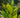 Alpinia sp
