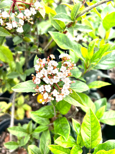 Viburnum tinus 'Spring Bouquet' glossy dark evergreen foliage