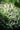 Aesculus parviflora var. serotina