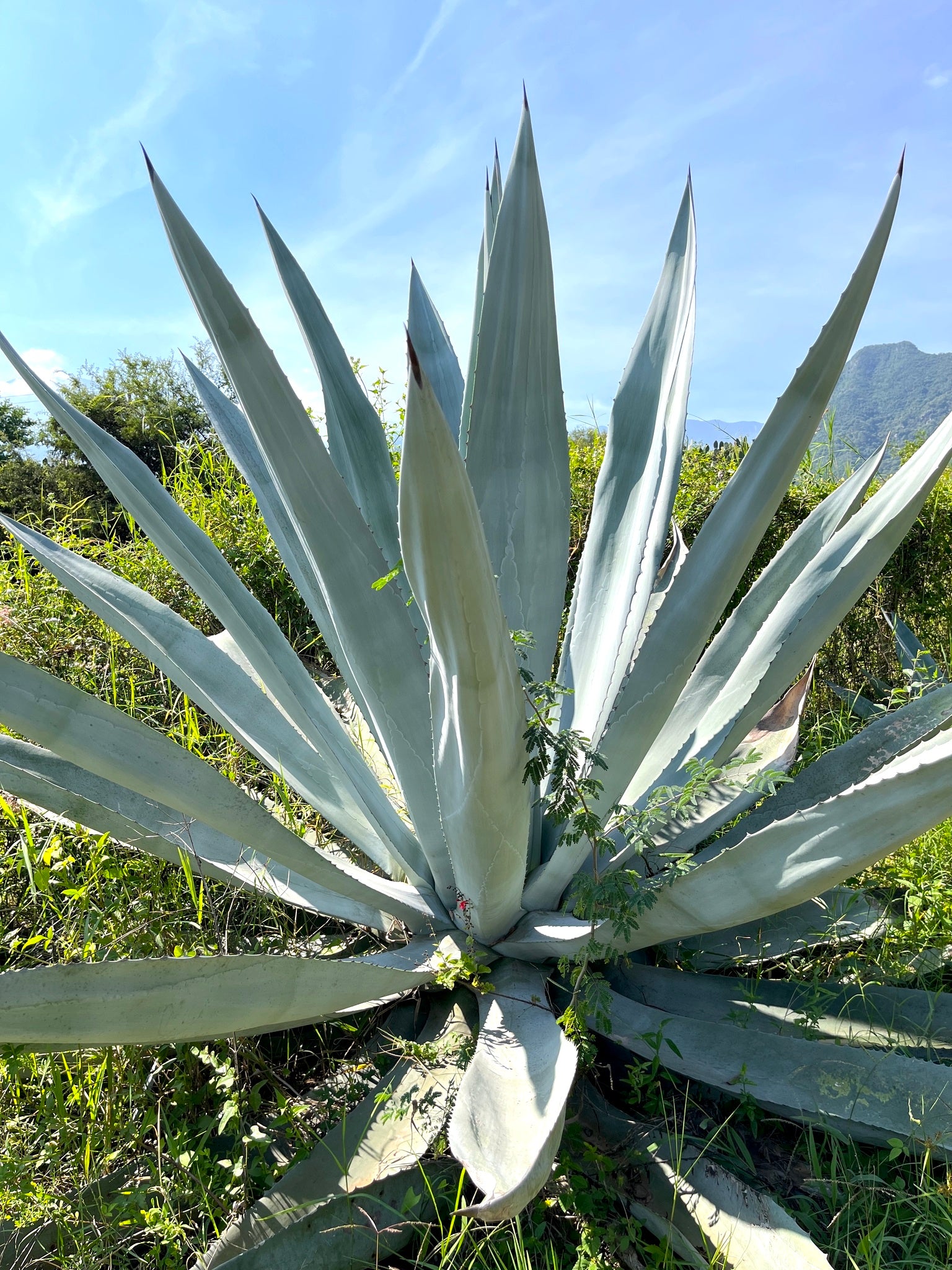 fertilizer for agave plants Agave americana