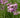 Allium cernuum