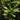 Aloysia virgata, sweet almond verbena, a fragrant shrub offered by Woodlanders.