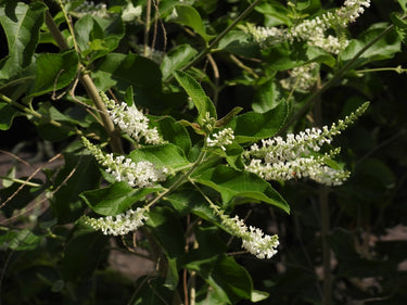 Aloysia virgata, sweet almond verbena, a fragrant shrub offered by Woodlanders.