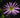 Ampelaster carolinianus