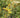 Anisacanthus wrightii 'Pumpkin'