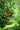 Coniferous tree with pine cones and green needles