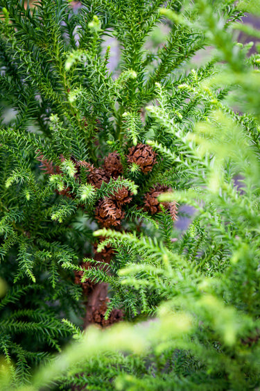 Coniferous tree with pine cones and green needles