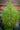 Tall green conifer against a wooden wall