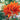 Rhododendron Great Balls of Fire Aromi hybrid in full bloom