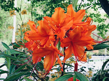 Rhododendron Great Balls of Fire Aromi hybrid in full bloom
