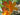 Aromi Sunrise Azalea with vivid yellow funnel-shaped blooms