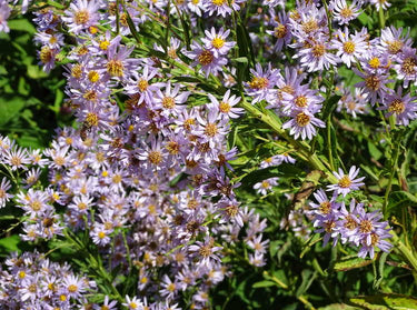 Aster tataricus, Tatarian aster, a late-blooming perennial offered by Woodlanders.