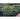 Aucuba japonica var. borealis, a glossy broadleaf evergreen shrub offered by Woodlanders.
