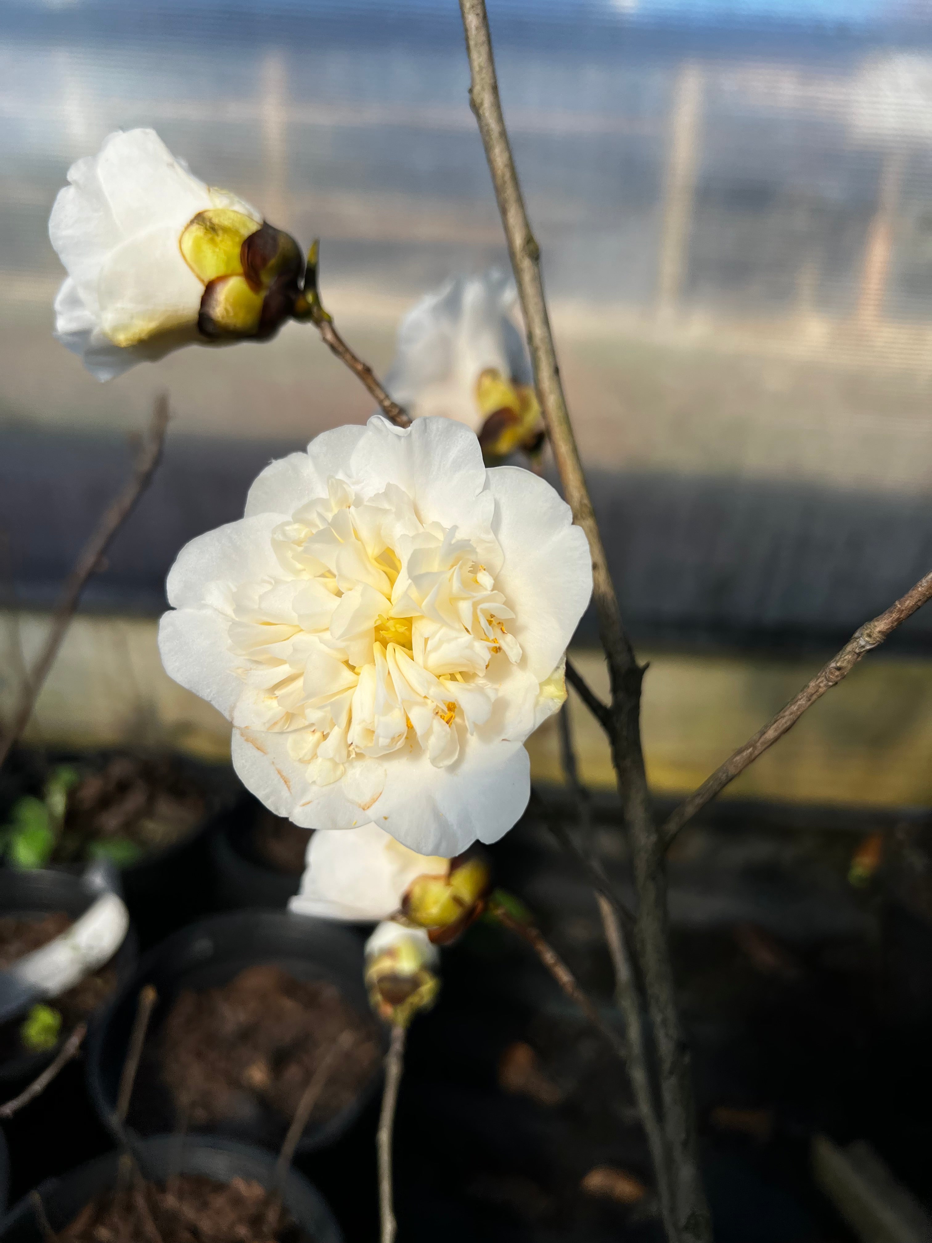 Camellia × williamsii 'Jury's Yellow' – Woodlanders