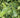 Baccharis dioica