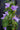 Barleria cristata