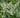 Buddleia cordata ssp. tomentella