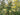 Buxus balearica