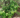 Buxus sempervirens 'Unraveled'