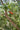 Callistemon viminalis, weeping bottlebrush, a tree offered by Woodlanders.