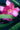 Nerium oleander 'Double Pink'
