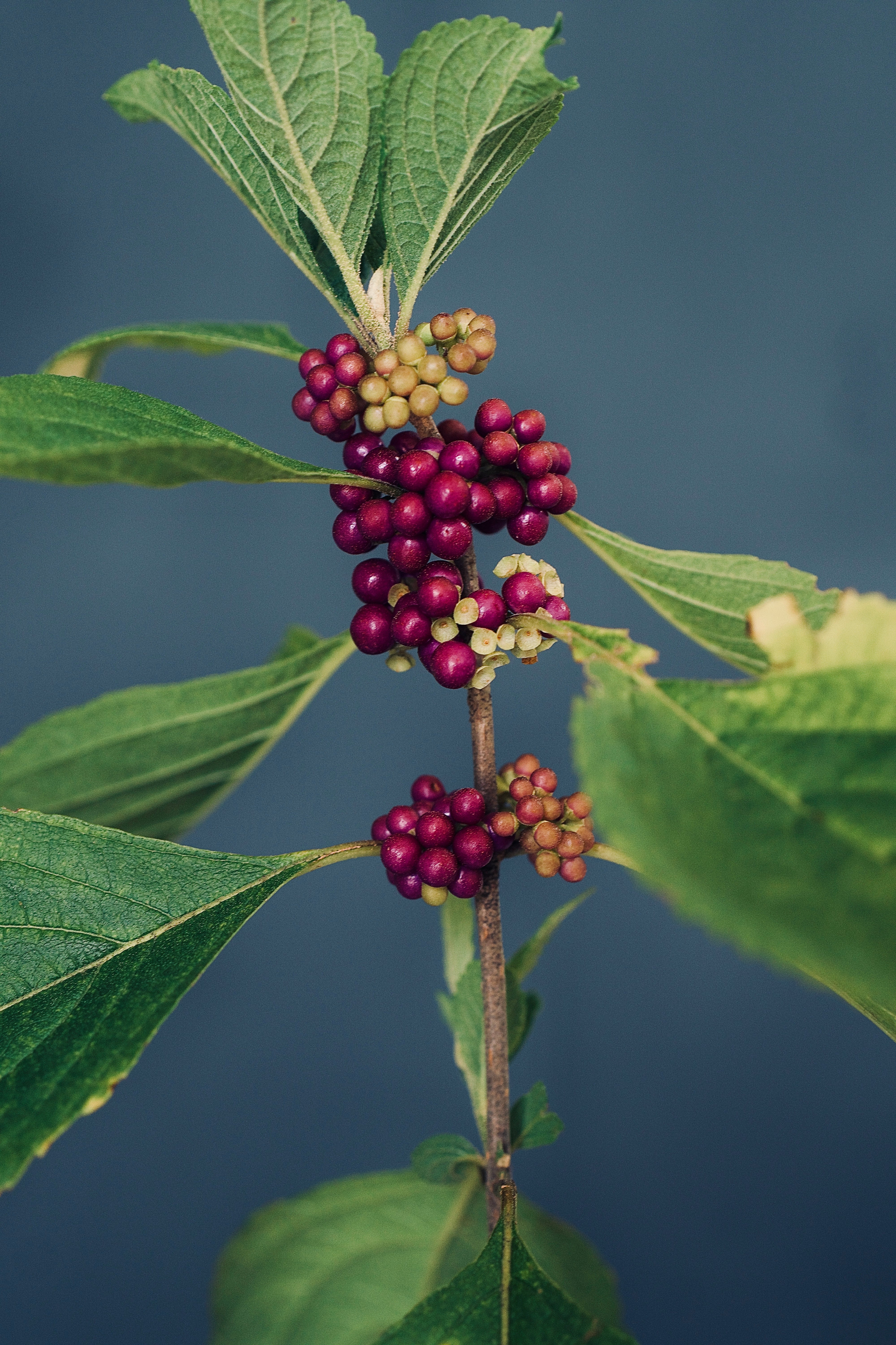 plant callicarpa Callicarpa americana – Native Shrub with Edible Purple Berries – Woodlanders