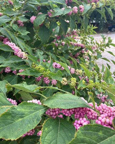 Callicarpa americana 'Welch's Pink', American beautyberry, a native shrub offered by Woodlanders.