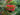 Callistemon pinifolius