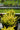 A close-up of a potted evergreen shrub with dense bright yellow-green foliage in a black nursery pot, photographed outdoors with a blurred garden background.