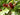 Calycanthus floridus