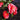 Red Camellia Japonica Anacostia with evergreen foliage