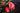 Red Camellia Japonica Anacostia with evergreen foliage