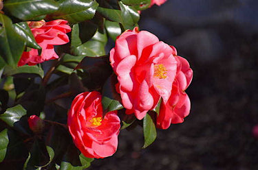 Red Camellia Japonica Anacostia with evergreen foliage