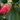 Red Camellia Japonica Anacostia with evergreen foliage