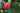 Red Camellia Japonica Anacostia with evergreen foliage